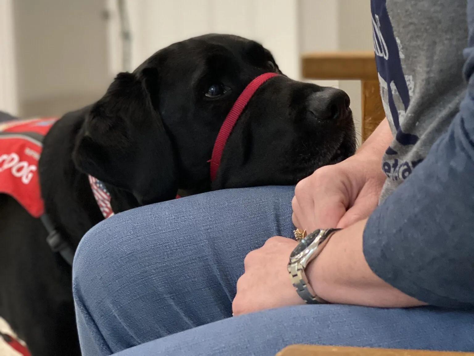 Photo by Thirdman on Pexels (https://www.pexels.com/photo/a-german-shepherd-lying-down-on-the-floor-7268587/)