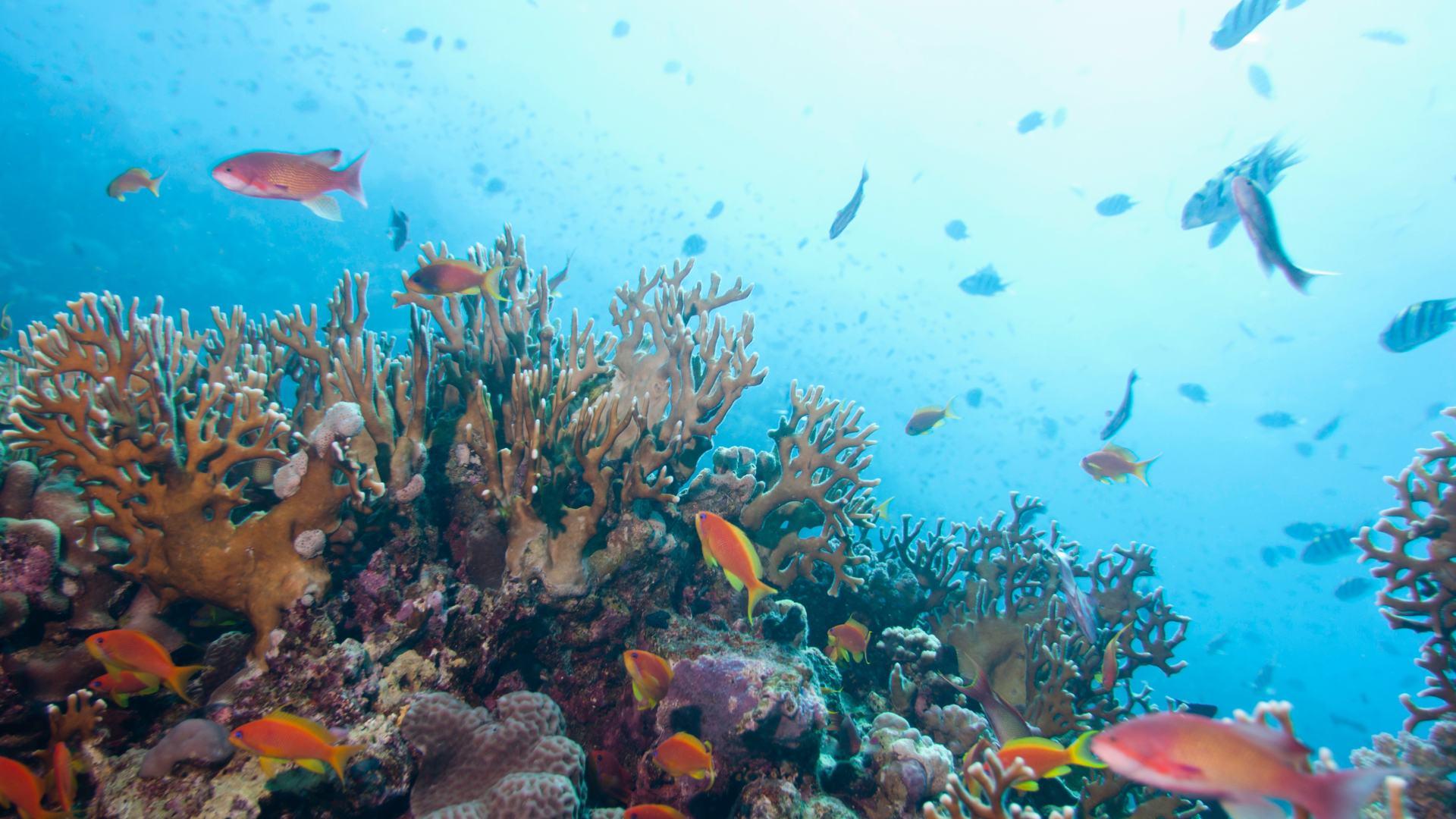 A group of fish swimming in the ocean