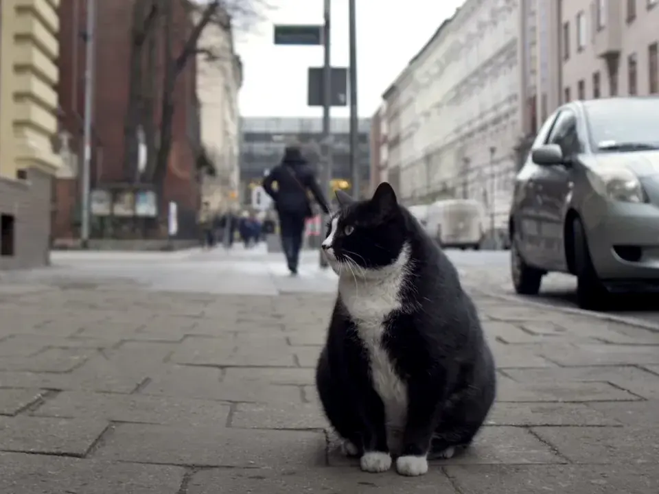 Gacek, a black and white cat, sits on the street in front of a line of buildings. He is looking towards his left.