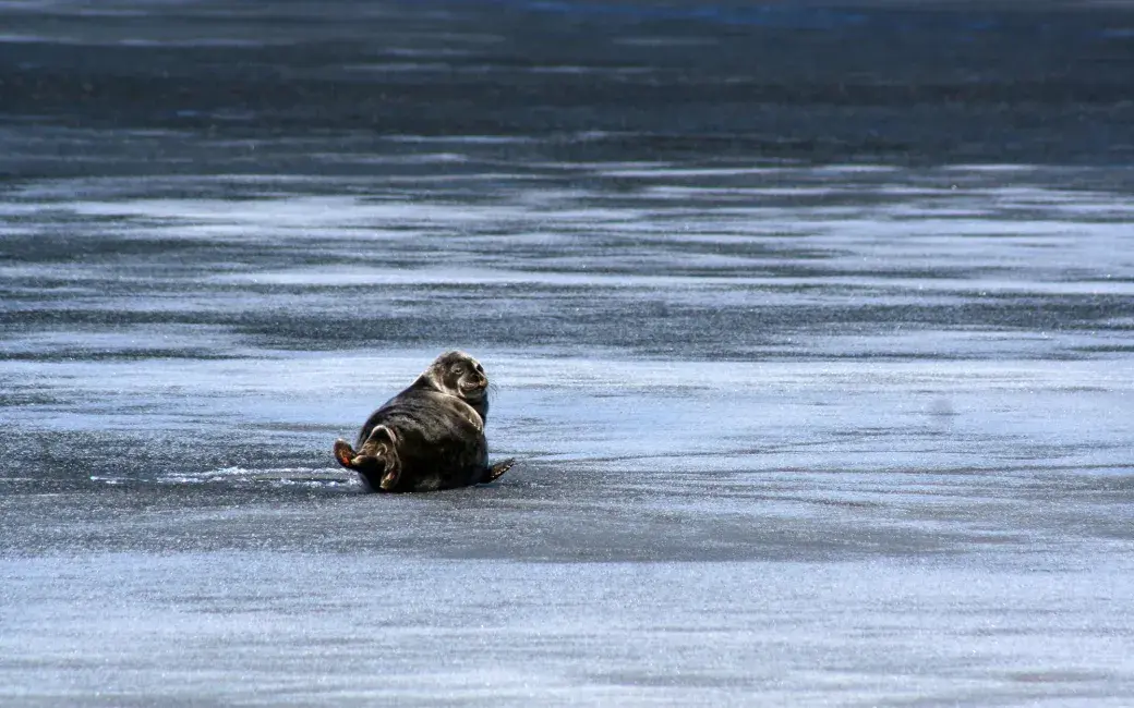A seal lying on the shore of Lake Saimaa.
