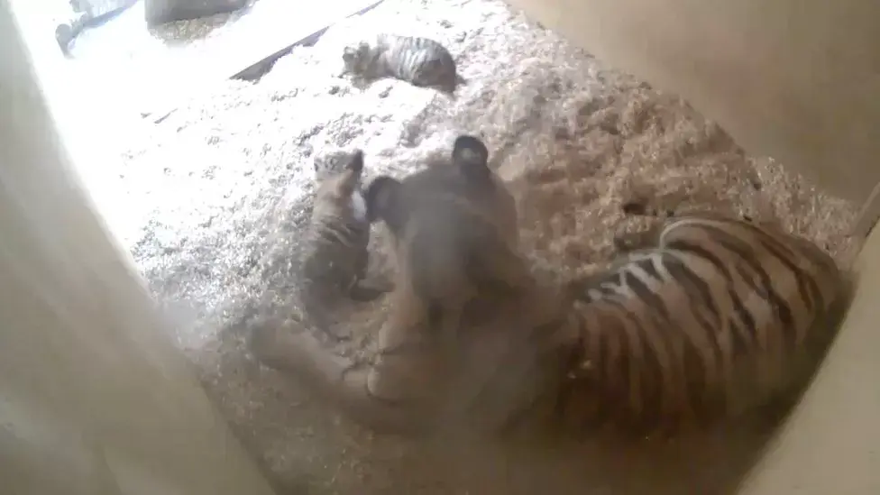 Two tiger cubs are sitting in front of a bigger tiger inside their den